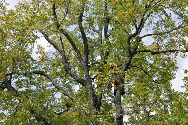 Professional Tree Care in Kirbyville, TX